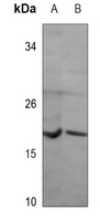 Anti-NRAS Antibody