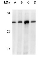 Anti-ATG7 Antibody