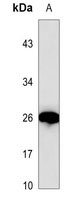Anti-ATG12 Antibody