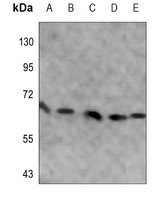 Anti-USP2 Antibody