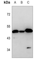 TIP47 antibody
