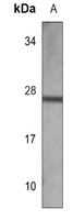 EIF4E2 antibody