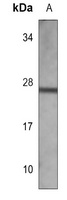 Anti-EIF4E2 Antibody