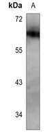 Anti-KLF4 Antibody