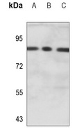 Anti-DCLK1 Antibody