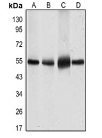 Anti-GLUT4 Antibody