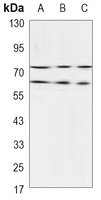 Anti-Lamin A/C Antibody