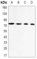 Anti-Lamin A/C Antibody