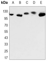 Anti-DDB1 Antibody