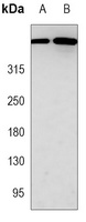 Anti-DNA-PKcs Antibody