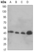 Anti-GSK3 beta Antibody