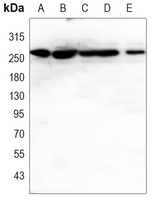 Anti-CHD3 Antibody