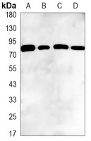 Anti-GRP78 Antibody