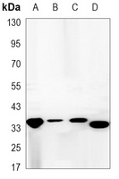 Synaptophysin antibody