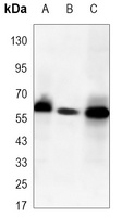 Anti-PAK2 Antibody