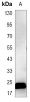 Anti-LIN28A Antibody