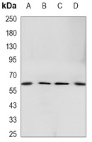 Anti-LPP Antibody