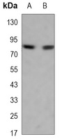 Anti-KDM1A Antibody