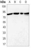 Anti-MLH1 Antibody
