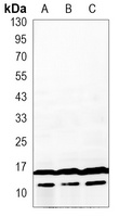 Anti-LC3A/B Antibody