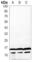 LC3A/B antibody