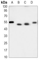 Anti-ATG5 Antibody