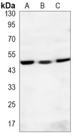 RNF81 antibody