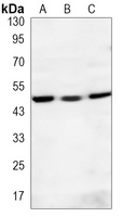 Anti-RNF81 Antibody