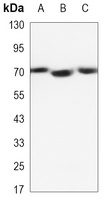Anti-Lamin B2 Antibody