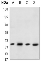Anti-WNT3A Antibody