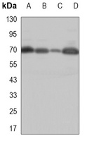 Anti-RBBP5 Antibody
