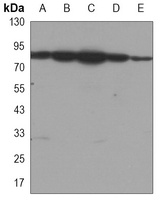 Anti-HSP90 alpha/beta Antibody