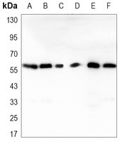 RAD23B antibody