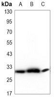 RPA2 antibody