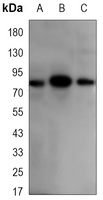 Anti-SMYD4 Antibody