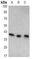 WDR77 antibody