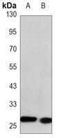 Anti-LIN28A Antibody