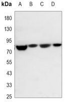 Anti-NRF1 Antibody