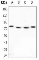 Anti-cIAP2 Antibody