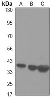 PRMT1 antibody