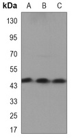 Anti-CKMT1A Antibody