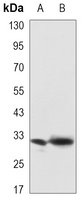 Syntenin antibody