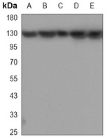 SAF-B1 antibody