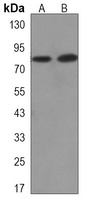 Anti-TORC1 Antibody