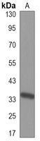 Anti-Cyclin D2 Antibody