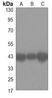 Anti-SIRT2 Antibody