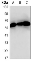 Anti-GTF2H1 Antibody