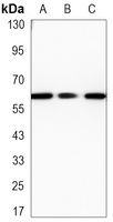 SMAD5 antibody