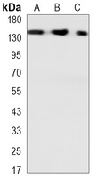 Anti-SMC1A Antibody