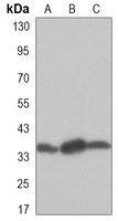 PP1 alpha antibody